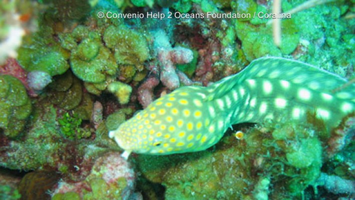 Sharptail Eel (18)_688